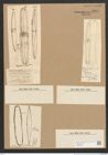 Plagiotropis elegans (de-Toni-Nr.: Genus 30) Zeichnungen Sammlung Grunow Nr. 2495 (NHMW-BOT-W0369816)